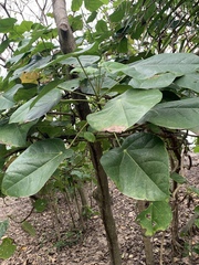 Hernandia nymphaeifolia