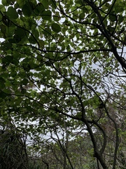 Hernandia nymphaeifolia