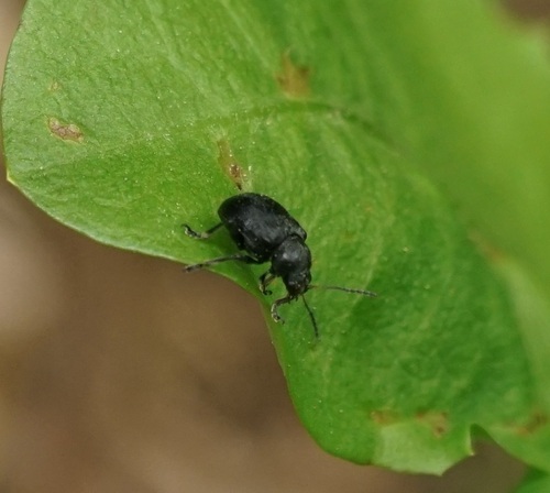 černák viničový (Bromius obscurus)