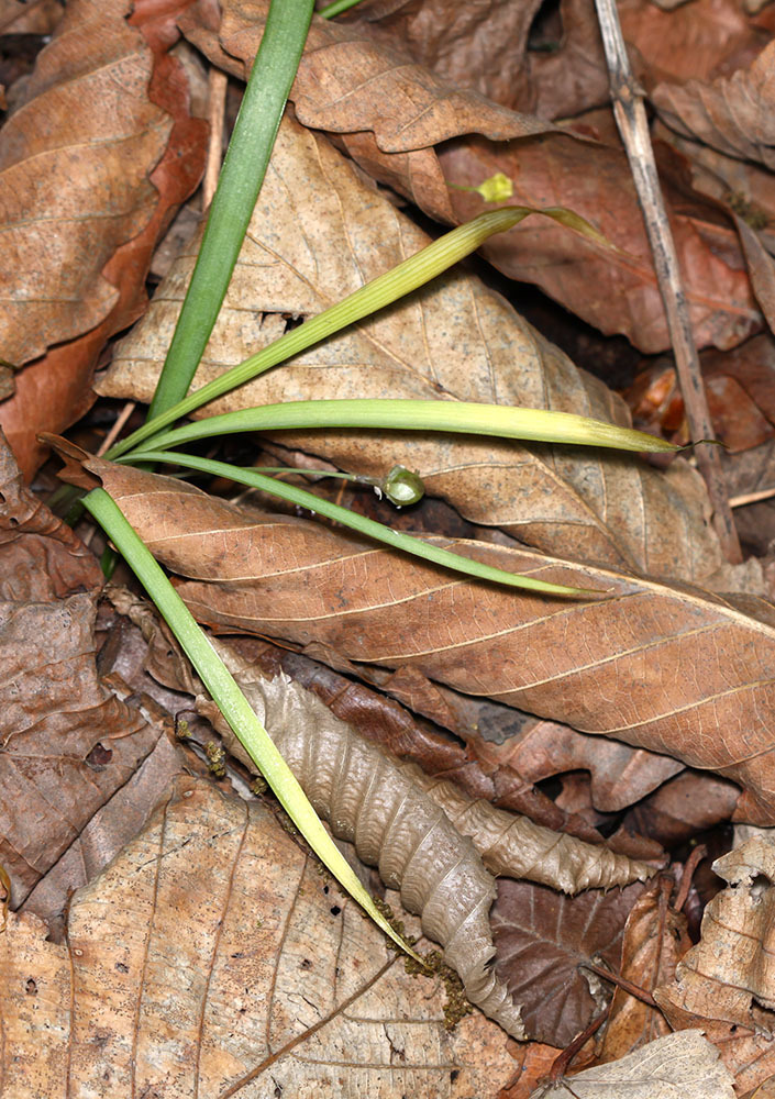 Allium Subg. Microscordum