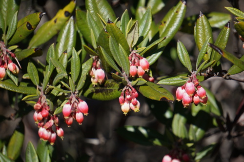 mission manzanita