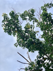 Hernandia nymphaeifolia