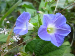 Ipomoea meyeri