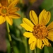 Deltoid Balsamroot - Photo (c) Brent Miller, some rights reserved (CC BY-NC-ND)