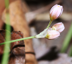 Allium monanthum