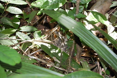 Stenocercus iridescens