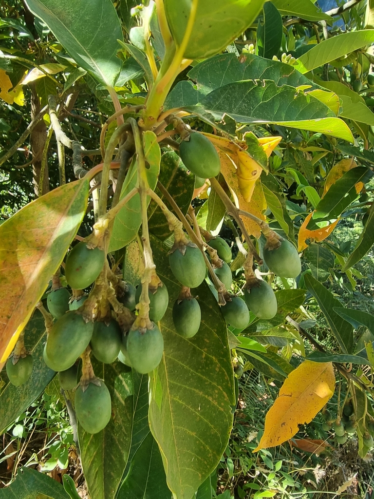 Persea indica (Persea indica)