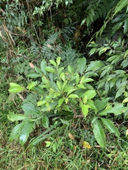 Ardisia cornudentata