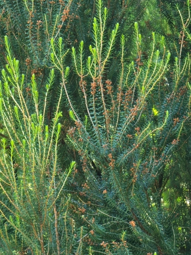 Erica platycodon image