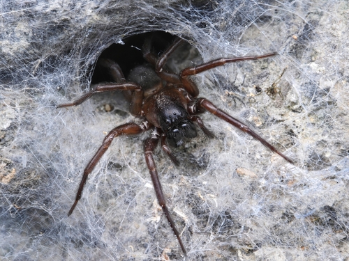 Pireneitega luctuosa