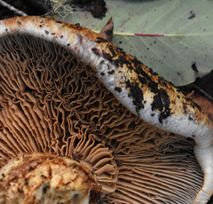 Cortinarius ponderosus