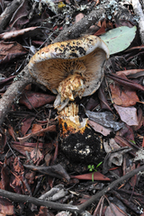 Cortinarius ponderosus