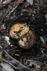 Cortinarius ponderosus