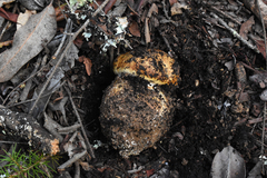 Cortinarius ponderosus