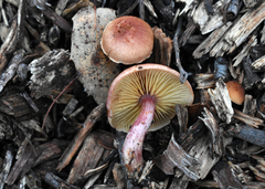 Gymnopilus thiersii