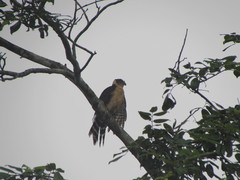 Micrastur semitorquatus