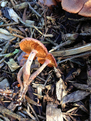 Gymnopilus dilepis