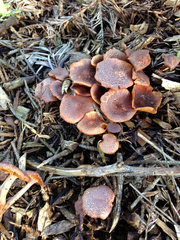 Gymnopilus dilepis