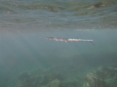 Platybelone argalus