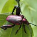 Frog-legged Leaf Beetles - Photo (c) 尤冠智, some rights reserved (CC BY-NC-ND), uploaded by 尤冠智