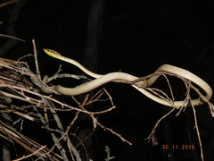 Oxybelis potosiensis