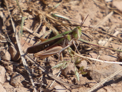 Froggattina australis