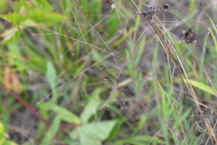 Digitaria cognata