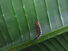 Lemyra rhodophilodes