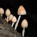 Coprinopsis mexicana - Photo (c) anonymous, some rights reserved (CC BY-SA)