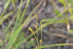 Linum sulcatum