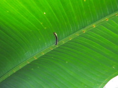 Lemyra rhodophilodes