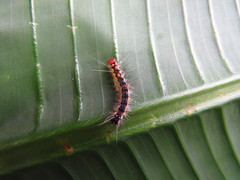 Lemyra rhodophilodes