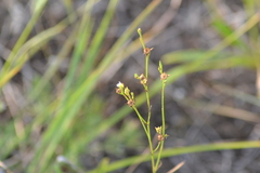 Linum sulcatum