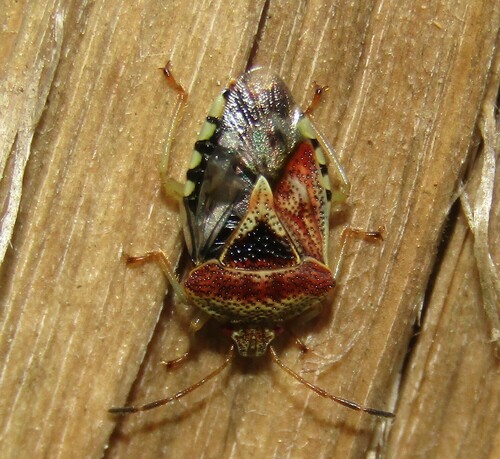 Parent Bug photo 5