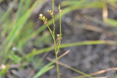 Linum sulcatum