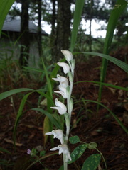 Goodyera schlechtendaliana