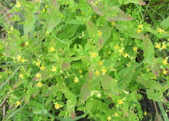 Hypericum gymnanthum