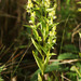 Halenia corniculata - Photo (c) V.S. Volkotrub, some rights reserved (CC BY-NC)