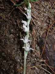 Goodyera schlechtendaliana