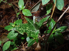 Goodyera schlechtendaliana