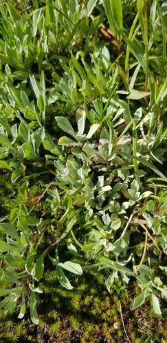 flat-top pussytoes (Antennaria corymbosa)