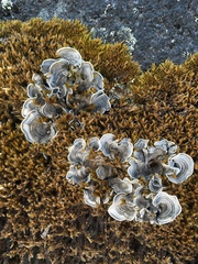 Arrhenieae