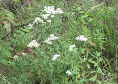 Pycnanthemum verticillatum