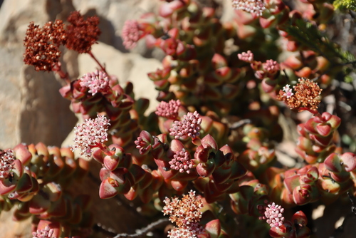 Crassula rupestris