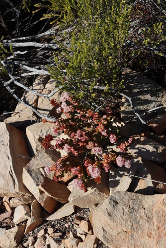 Crassula rupestris