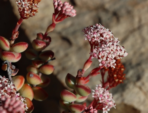 Crassula rupestris