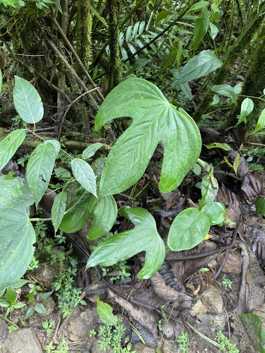 Anthurium truncicola, photograph 2