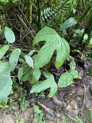 Anthurium truncicola, photograph (c) Alex Doyle, some rights reserved (CC BY)