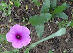 Ipomoea oblongata