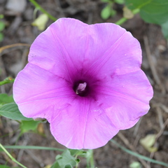 Ipomoea oblongata